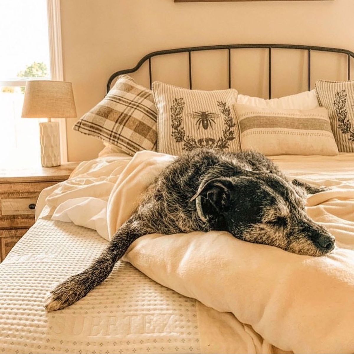 Grey dog is lying on Subrtex mattress topper sleeping