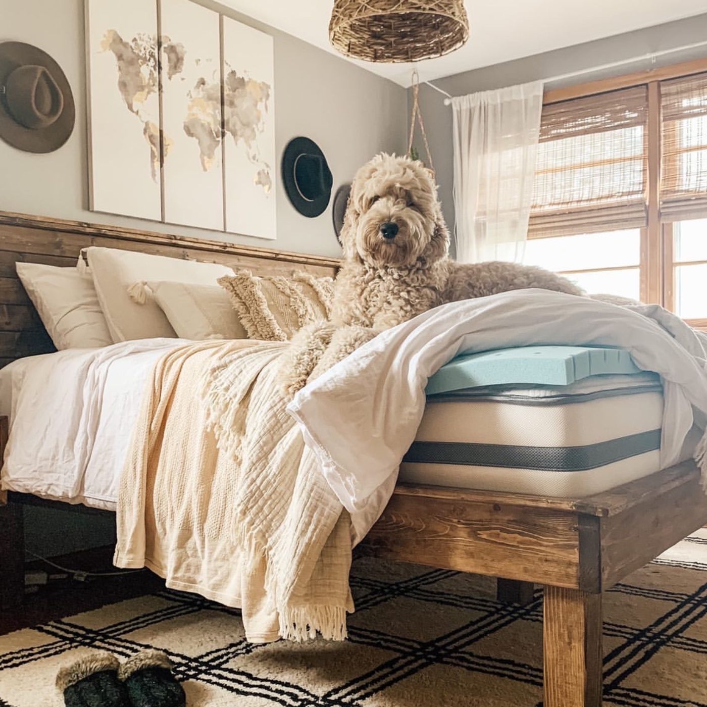 Dog on topper